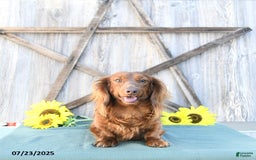 Dachshund dogs for sale: Chase - Image 7