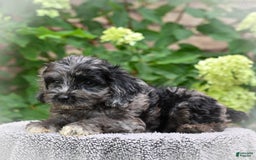 Cockapoo dogs for sale: Leo - Image 4