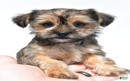Morkie dogs for sale: Candy - Image 1