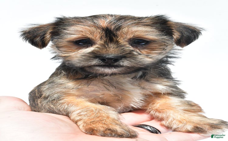 Morkie dogs for sale - Ad 2