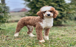 Mini Goldendoodle dogs for sale: Brown Collar - Image 11