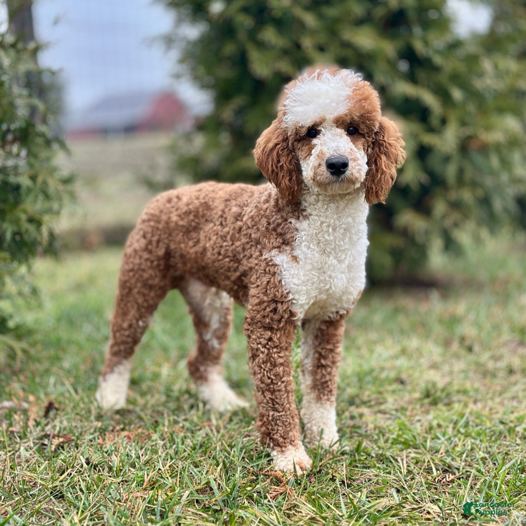 Mini Goldendoodle dogs for sale: Brown Collar - Image 11