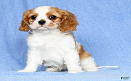 Cavalier King Charles Spaniel dogs for sale: Lance - Image 1