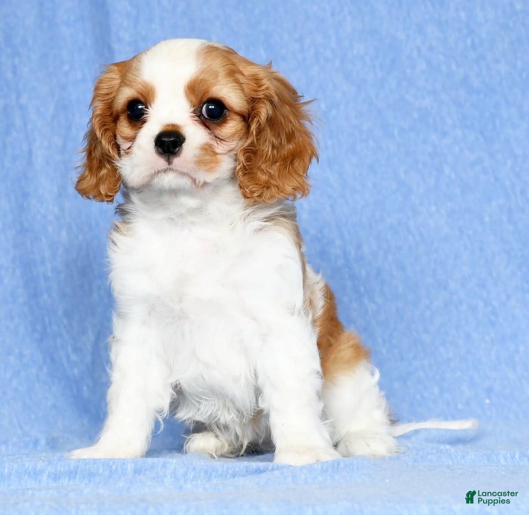 Cavalier King Charles Spaniel dogs for sale: Lance - Image 1