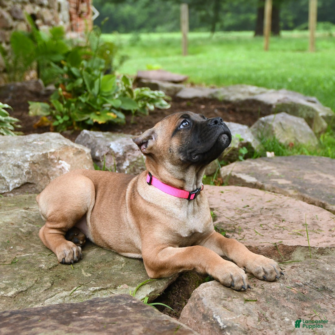 Cane Corso dogs for sale: Tessa - Image 7