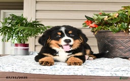Bernese Mountain Dog dogs for sale: Bandit - Image 1