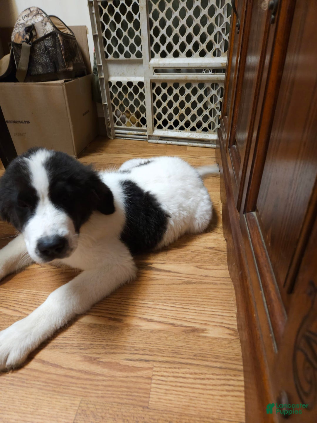 Great Pyrenees dogs for sale: Trish - Image 9
