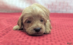 Cavapoo dogs for sale: Rex - Image 8