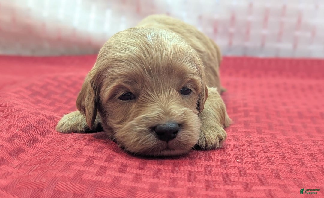 Cavapoo dogs for sale: Rex - Image 8
