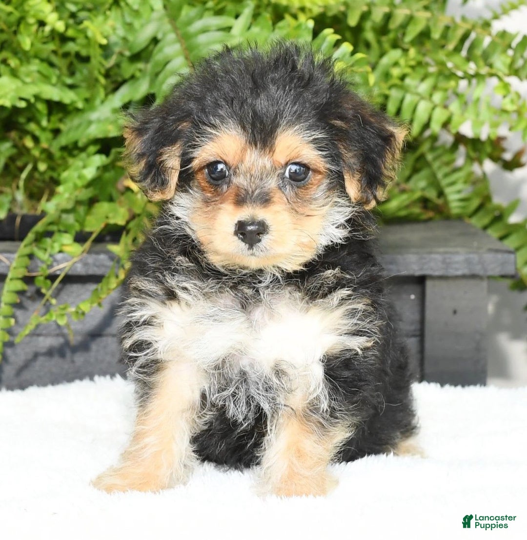 Yochon dogs for sale: Ricky - Image 8