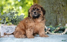 Shihpoo dogs for sale: Morgan - Image 4