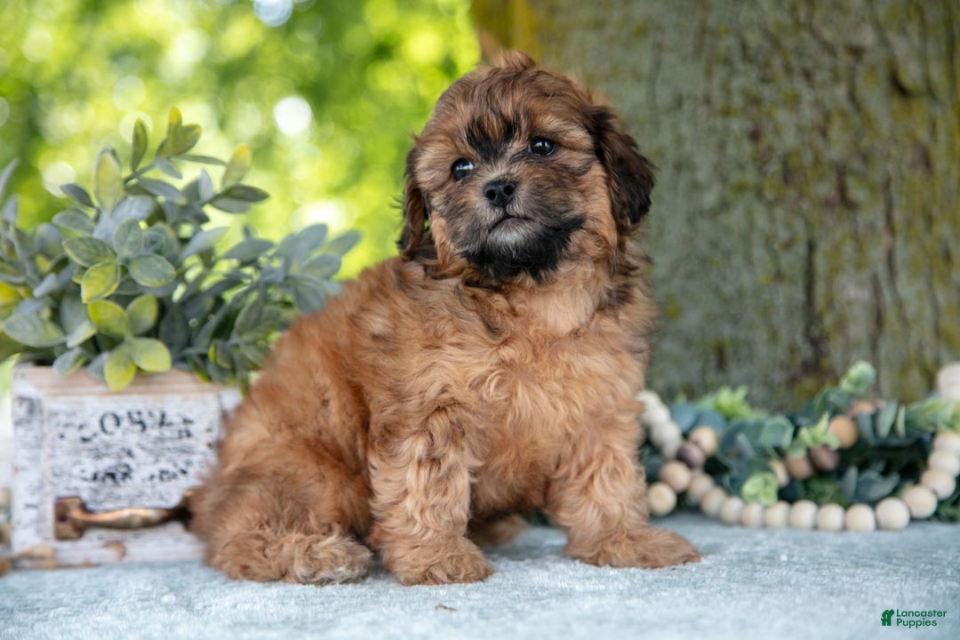 Shihpoo dogs for sale: Morgan - Image 4