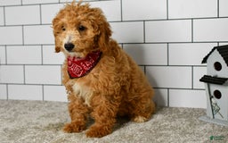 Mini Goldendoodle dogs for sale: Lucy - Image 16