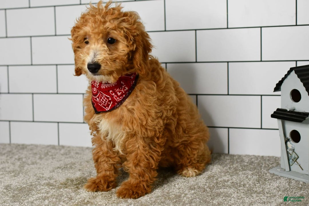 Mini Goldendoodle dogs for sale: Lucy - Image 16