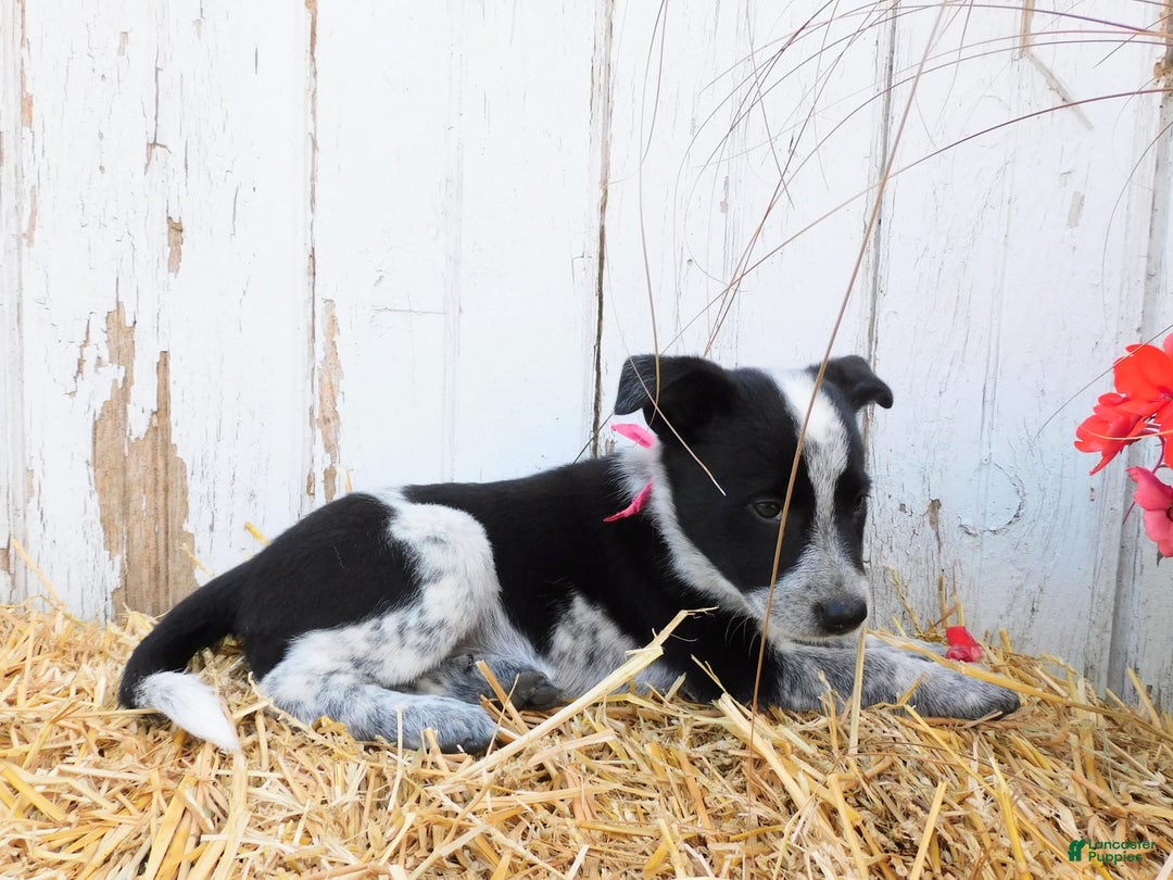 Australian Cattle Dog dogs for sale: Freckles - Image 5