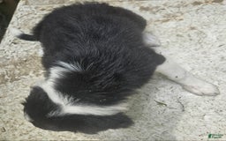 Border Collie dogs for sale: Ellie - Image 4