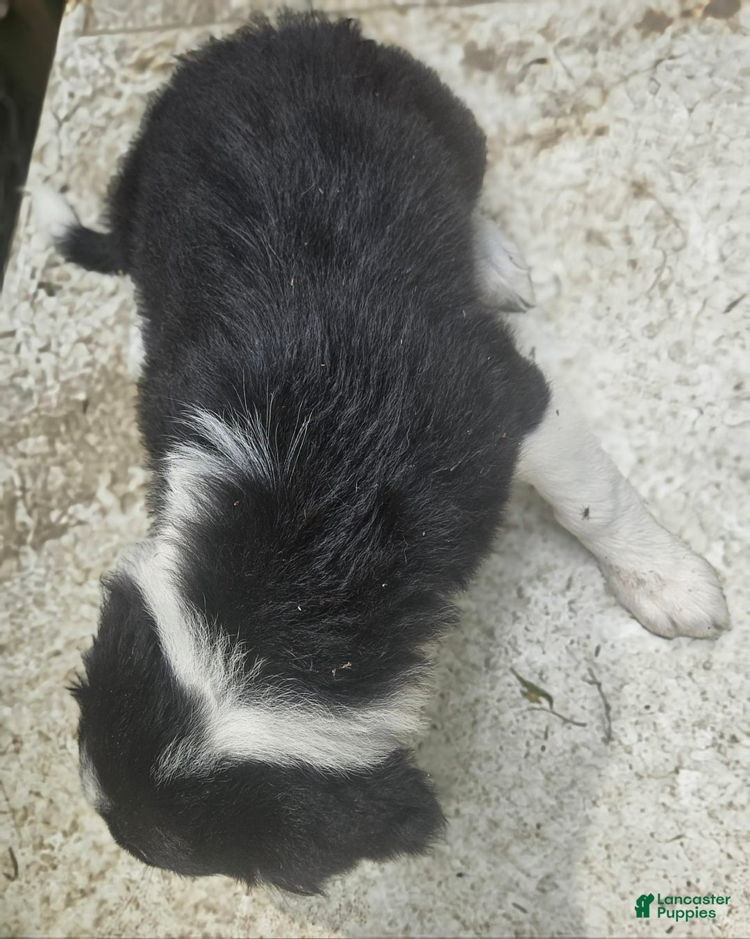 Border Collie dogs for sale: Ellie - Image 4