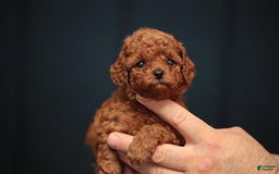 Toy Poodle dogs for sale: Berry - Image 5