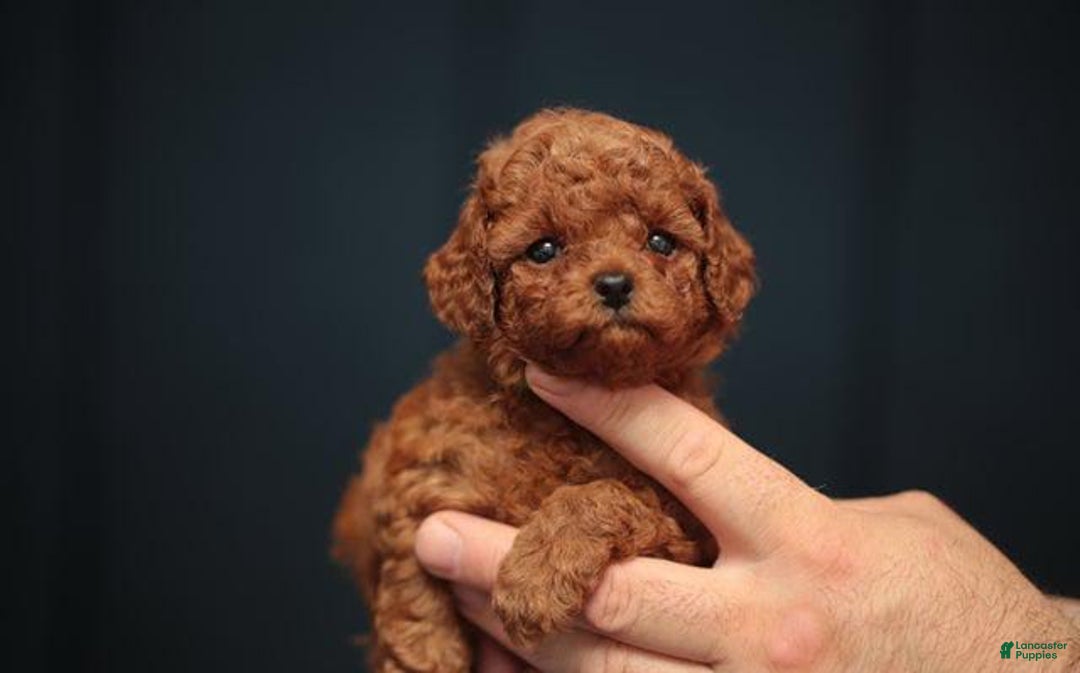 Toy Poodle dogs for sale: Berry - Image 5