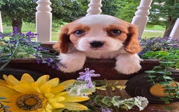 Cavalier King Charles Spaniel dogs for sale: Drake small Blenheim colored male - Image 9