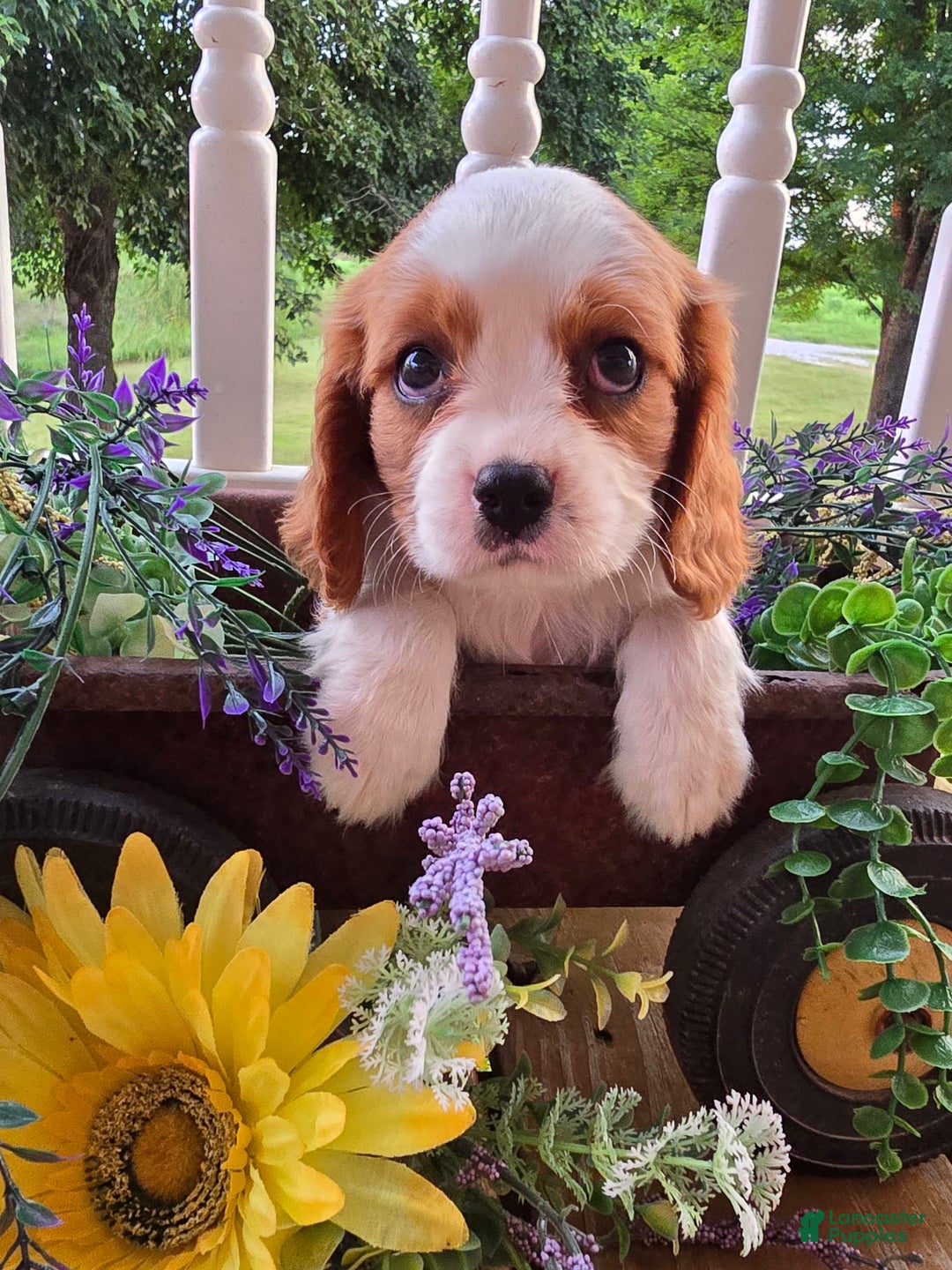 Cavalier King Charles Spaniel dogs for sale: Drake small Blenheim colored male - Image 9