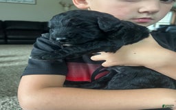 Goldendoodle dogs for sale: Ash - Image 9