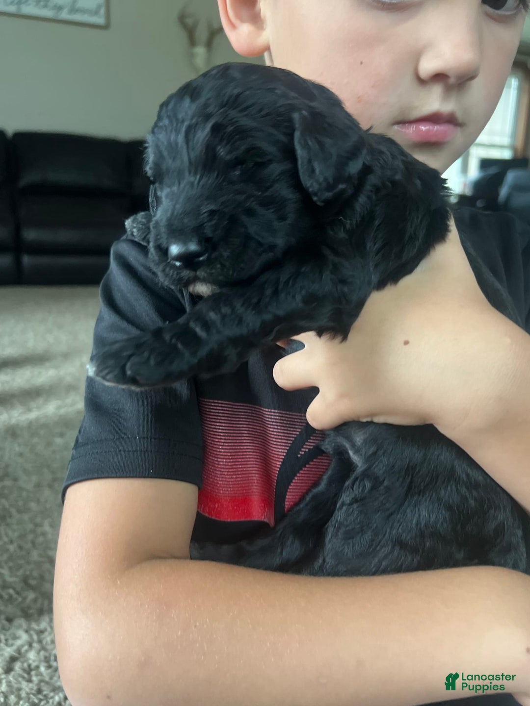 Goldendoodle dogs for sale: Ash - Image 9
