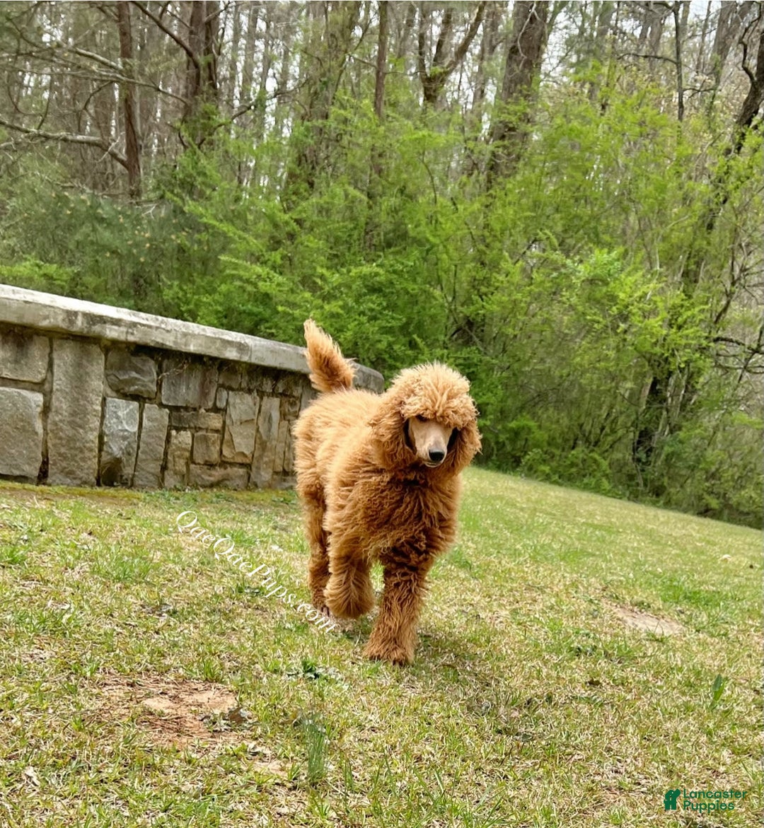 Standard Poodle dogs for sale: Yorkie-poo Pups - Image 8