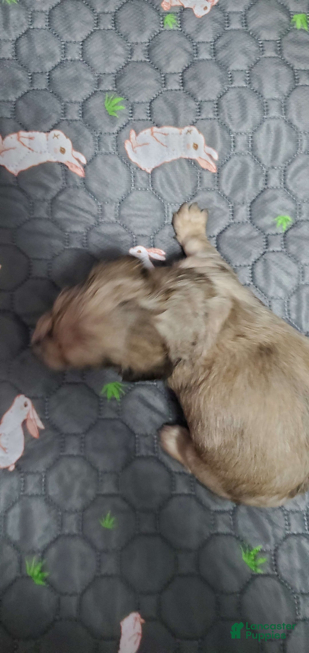 Miniature Dachshund dogs for sale: Kara - Image 2