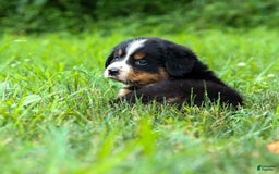 Bernese Mountain Dog dogs for sale: Seth - Image 8