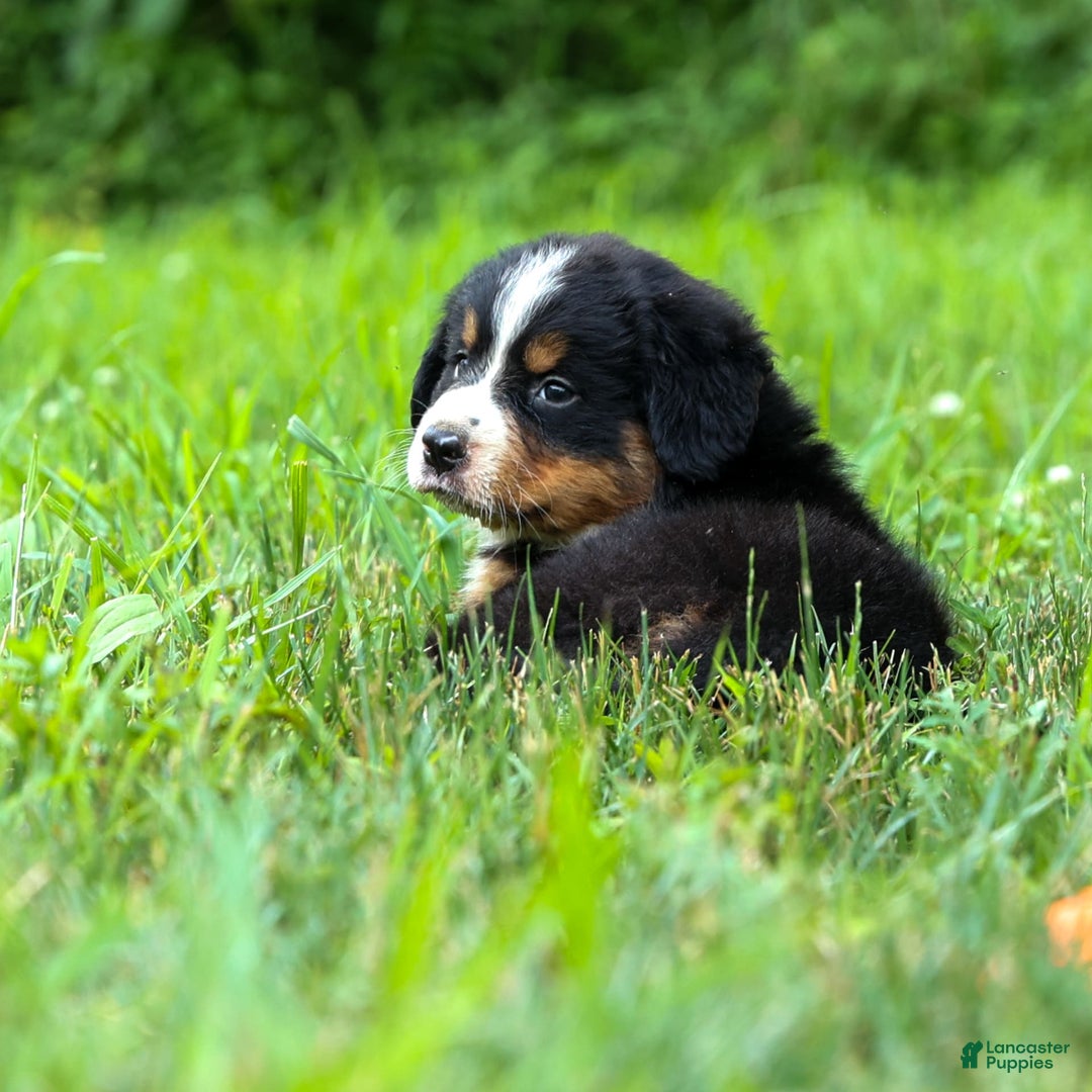 Bernese Mountain Dog dogs for sale: Seth - Image 8