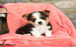 Welsh Corgi Pembroke dogs for sale: Valley Akc - Image 1