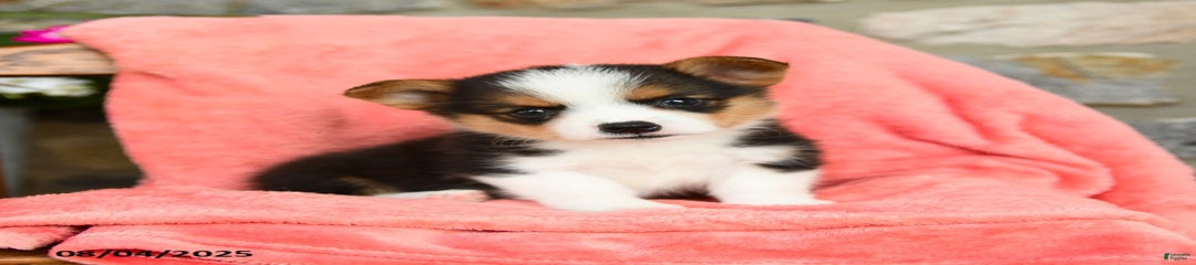 Valley Akc