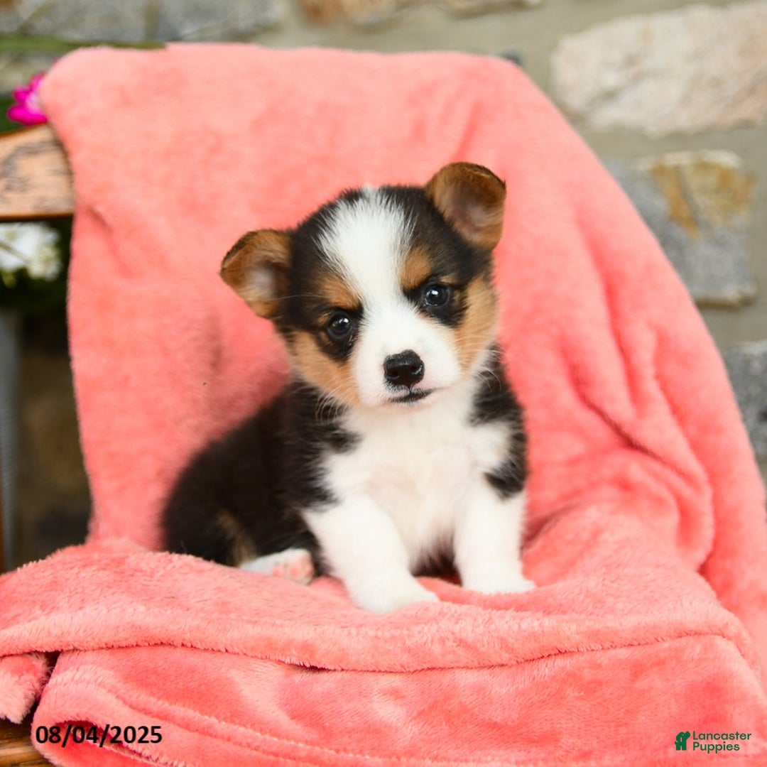 Welsh Corgi Pembroke dogs for sale: Valley Akc - Image 1