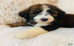 Bernedoodle dogs for sale: 🌸strawberry Shortcake - Image 8