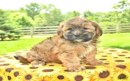 Shorkie dogs for sale: Edwin - Image 3