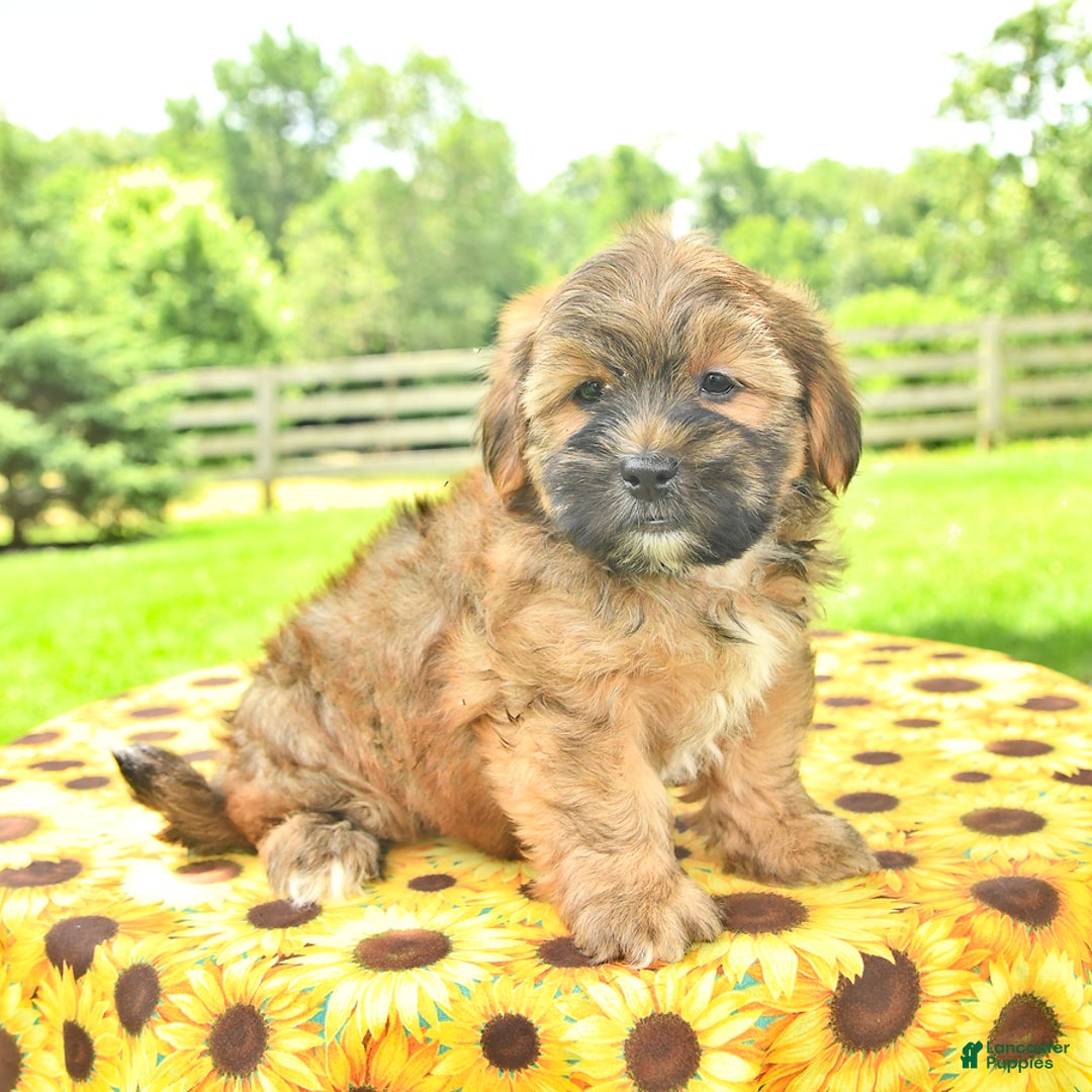 Shorkie dogs for sale: Edwin - Image 3