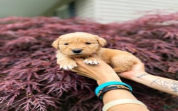 Golden Retriever dogs for sale: Oak - Image 4