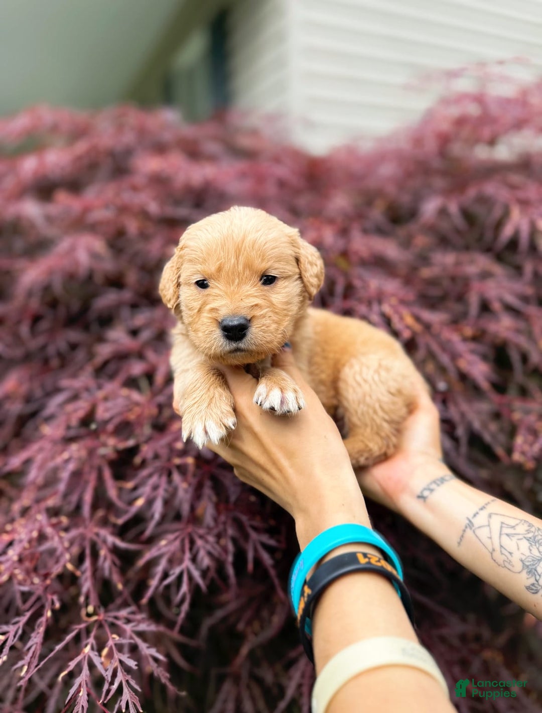 Golden Retriever dogs for sale: Oak - Image 4