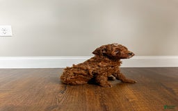 Mini Goldendoodle dogs for sale: Rosco - Image 1