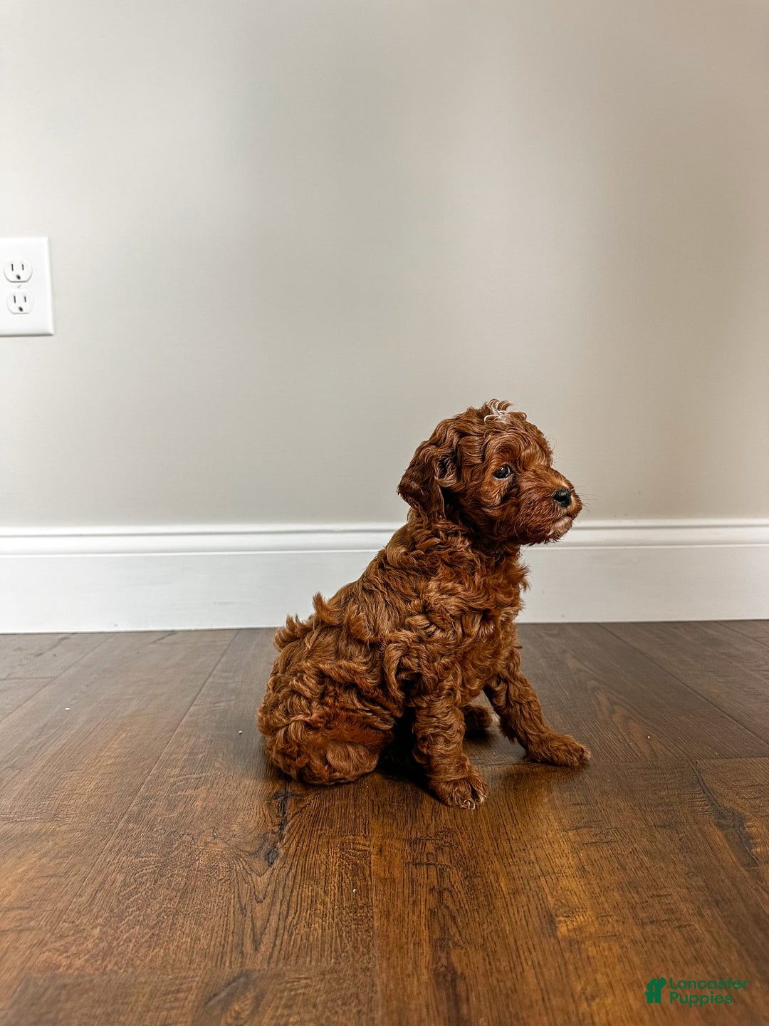 Mini Goldendoodle dogs for sale: Rosco - Image 1