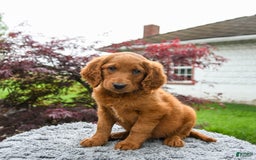 Goldendoodle dogs for sale: Cannoli - Image 4