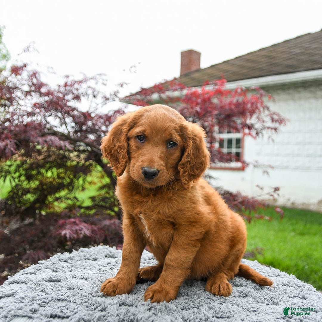 Goldendoodle dogs for sale: Cannoli - Image 4
