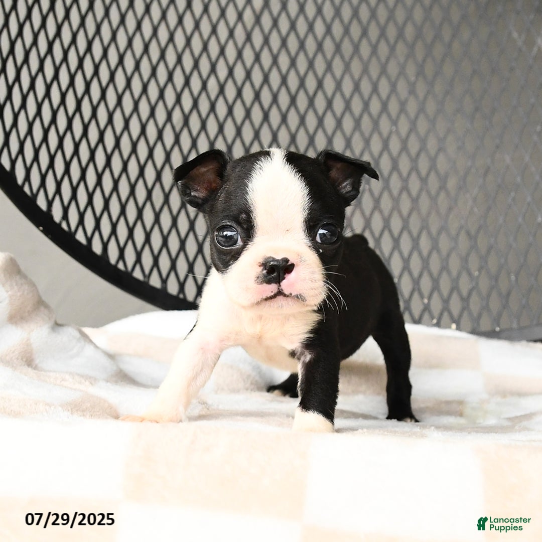 Boston Terrier dogs for sale: Jinx - Image 1