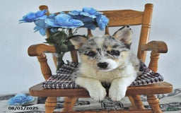 American Eskimo dogs for sale: Gracie - Image 3