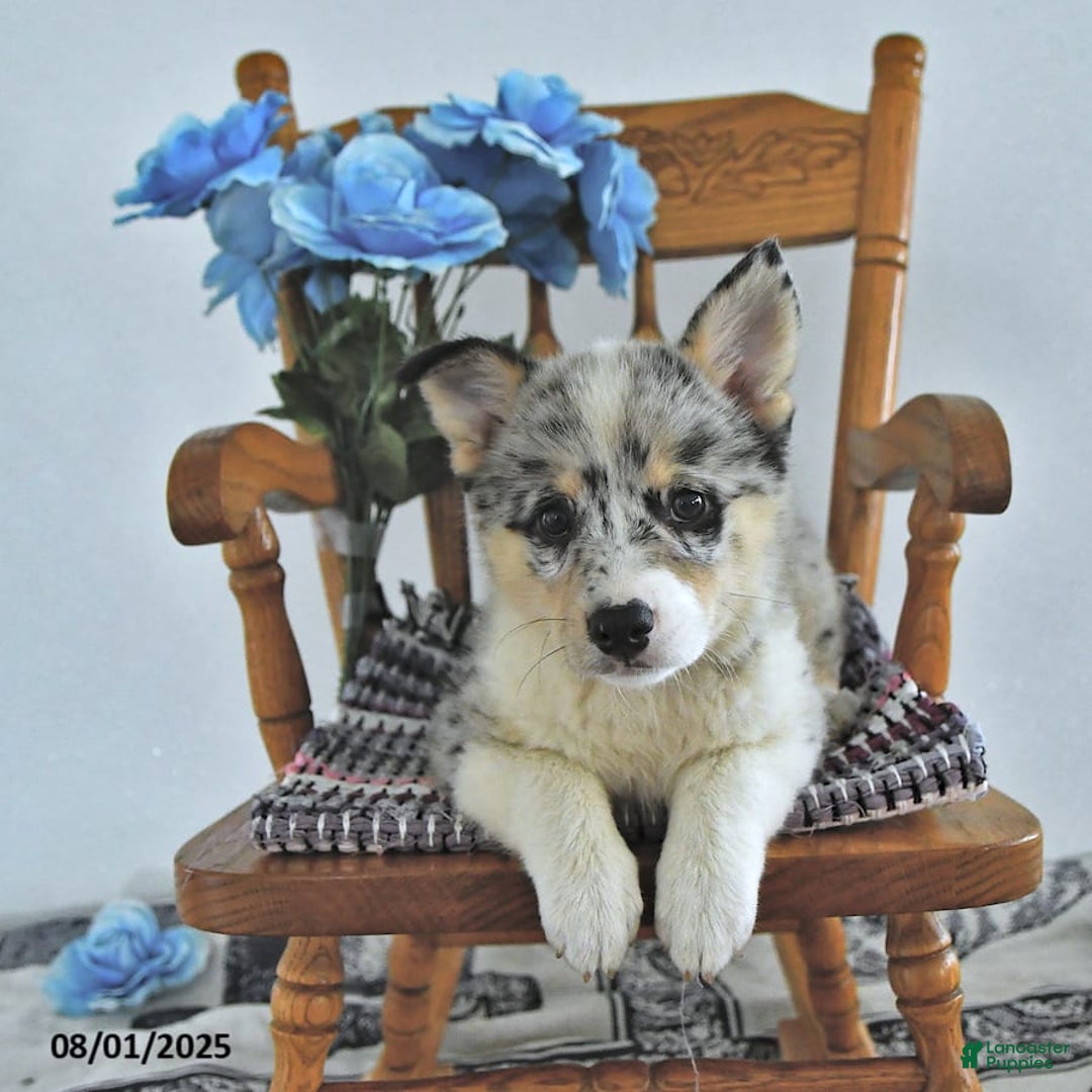 American Eskimo dogs for sale: Gracie - Image 3