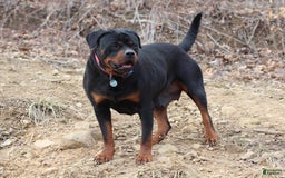 Rottweiler dogs for sale: Boss - Image 3
