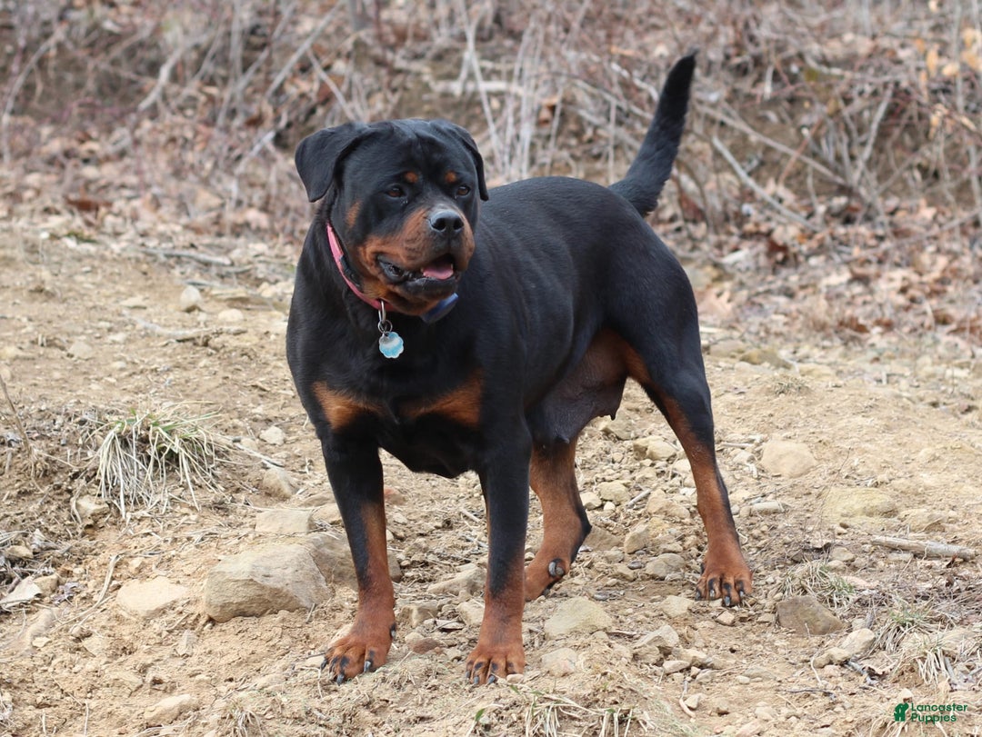 Rottweiler dogs for sale: Boss - Image 3
