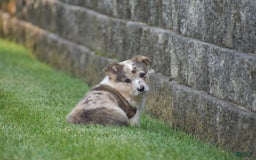 Welsh Corgi Pembroke dogs for sale: Rocco - Image 3