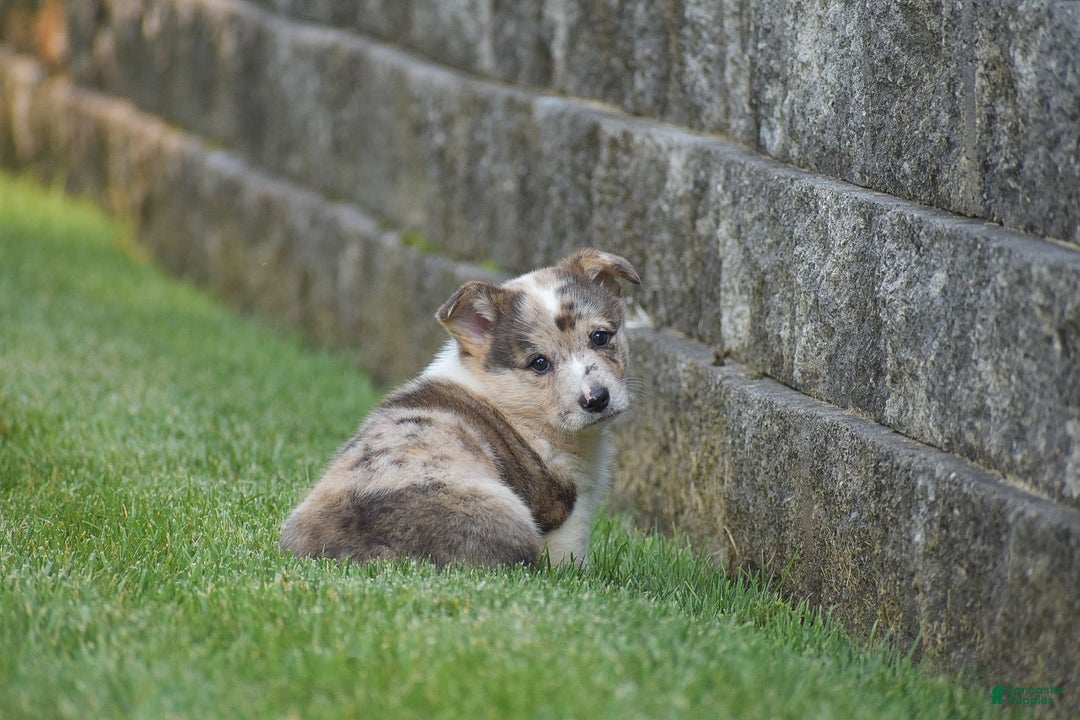 Welsh Corgi Pembroke dogs for sale: Rocco - Image 3